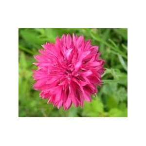  Pink Bachelor Button Seed Pack Patio, Lawn & Garden
