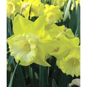 Daffodil, Spellbinder 10 Bulbs Patio, Lawn & Garden