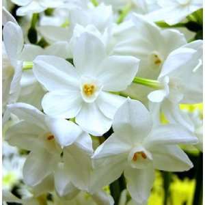  Narcissus Ariel Paperwhites, 20 bulbs   17+cm Patio, Lawn 