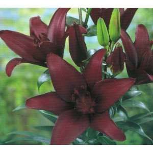  Lily Hybrid Asiatic Landini Patio, Lawn & Garden