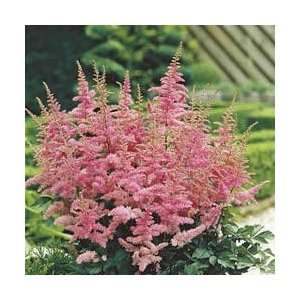   Astary Pink Perennial 8 Plants Loves the Shade Patio, Lawn & Garden