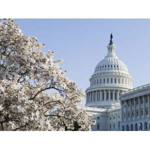  Spring Cherry Blossom, the Capitol Building, Capitol Hill 
