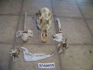 Cow Elk skull with mixture of bones for crafts BM0058  
