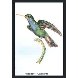 Hummingbird Trochilus Saphirinus   12x18 Framed Print in Gold Frame 
