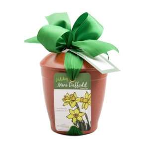  Holiday Mini Dafodil Bulb Kit Patio, Lawn & Garden