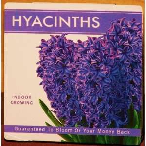  Hyacinths Bulb Indoor Growing Kit Patio, Lawn & Garden