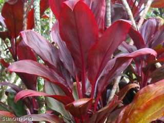 HAWAIIAN RED TI LEAF PLANT 100 LOGS ~ GROW HAWAII  
