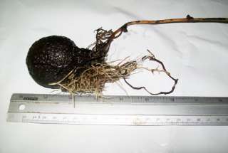 Bulb of DIOSCOREA BULBIFERA Air Potato Yam Plant + Phytosanitary 