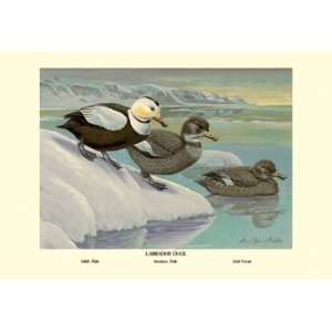  Labrador Duck 30X20 Canvas