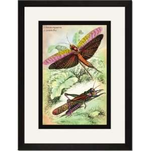   17x23, Insects Locusta Migratoria and Locusta Dux