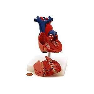 Human Heart Model Toys & Games