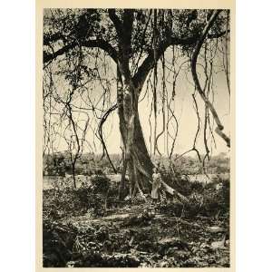  1937 Virgin Forest Matto Grosso Brazil Photogravure 