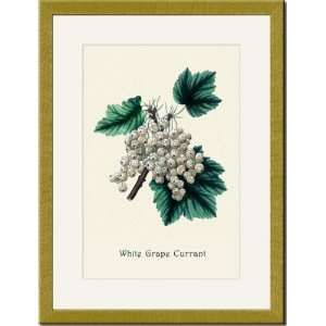  Gold Framed/Matted Print 17x23, White Grape Currant