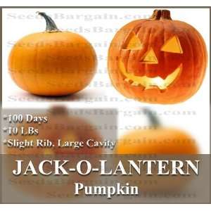  10 JACK O LANTERN Pumpkin seeds PERFECT FOR CARVING Bright 