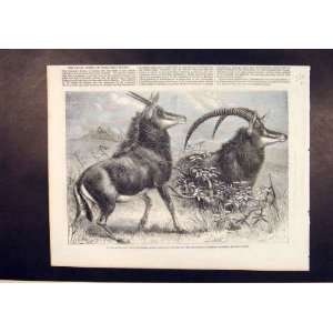    Sable Antelope Africa Zoo RegentS Park London 1861