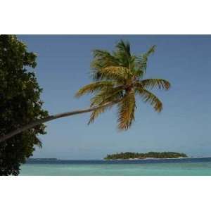 Maldivian Island and Palm View   Peel and Stick Wall Decal 