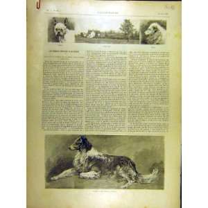 1895 Dogs Europe Collie Terrier Pomeranian Animal Chien  