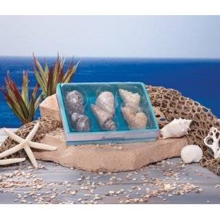 Club Pack of 24 Seascapes Sea Shell Floating Candl