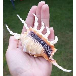   Rare Lambis Scorpio Seashell Beach House Shell Decor