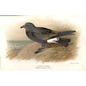  RidgwayS Petrel Lilfords Birds 1885 97 By A Thorburn 