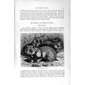 NATURAL HISTORY 1894 95 HAMSTER MOUSE TRIBE CRICETUS
