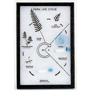  Fern Life Cycle Biorama(tm) Industrial & Scientific
