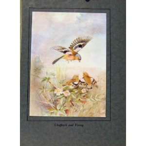  Birds In Flight C1922 Chaffinch And Young Vintage Print 