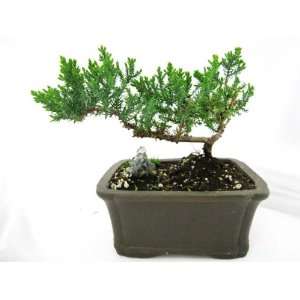    Japaness Juniper Bonsai Tree w/ Fine Yixing Clay Pot Stone Moss