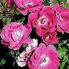 knockout roses  