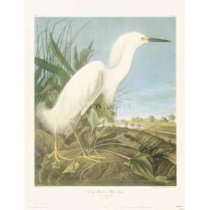  Snowy Heron Or White Egret (Canv)    Print