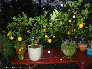 Lemon Meyer seeds, New Jersey grown citrus must see  