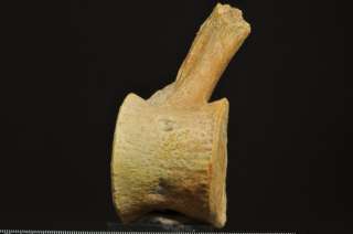 D760  CRETACEOUS MARINE REPTILE VERTEBRA Plesiosaurus  