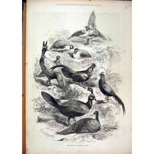   1876 Prince Menagerie Birds Pigeon Chicken Old Print