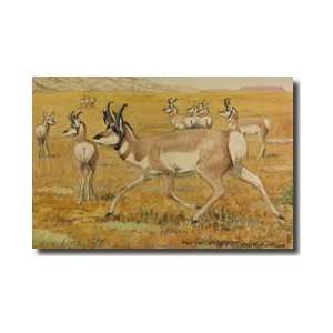  Herd Of Pronghorn Antelope Giclee Print