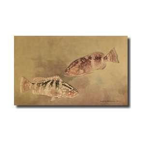  Two Grouper Fish Giclee Print