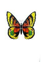 STAINED GLASS BUTTERFLY MAGNETS Butterfly #2 Orange & Black  