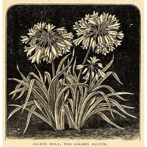  1896 Print Allium Moly Flowers Golden Allium Art 