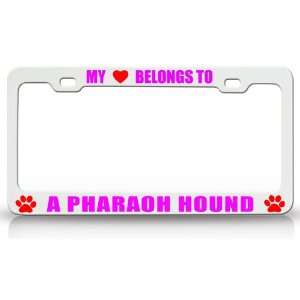 MY HEART BELONGS TO A PHARAOH HOUND Dog Pet Steel Metal Auto License 