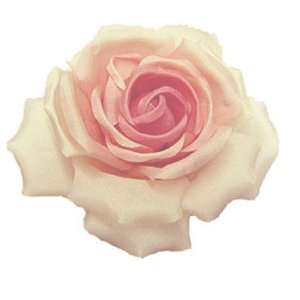 Silk rose  ivory/pink 