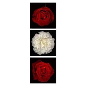 Rose Gallery I   Tony Stuart 39x14