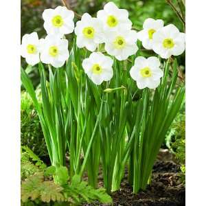  Daffodil Jamestown Flower Bulbs   6 Bulbs Patio, Lawn & Garden