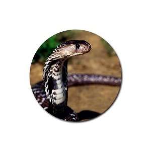  Snake cobra Round Rubber Coaster set 4 pack Great Gift 