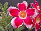 Adenium obesum cv SANTA CLAUS desert rose bonsai caudex pachycaul seed 
