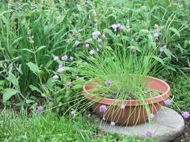 Garden Bowl Plastic Planter  