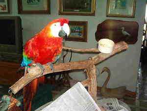 Scarlet Macaw Feather Red Jasper Biwa Pearl Necklace  