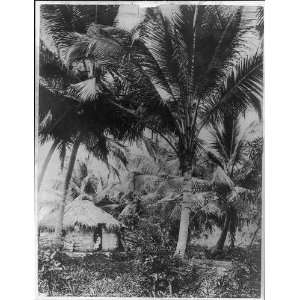  San Juan,Puerto Rico,vicinity,1901 1903,coconut palms 