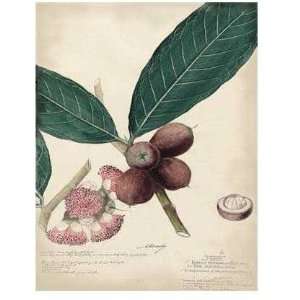  Descube Botanical IV Poster Print