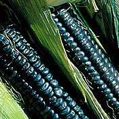 100 AZTEC BLACK CORN Vegetable Seeds, 90%+ LIVE Seeds  