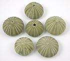 Tropical Natural Dried Green Sea Urchins Set of 6