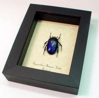 Frame Size 4 X 5 Background Insect Name & Origin Printed 